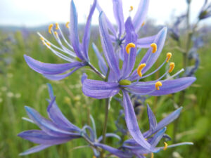 Camas