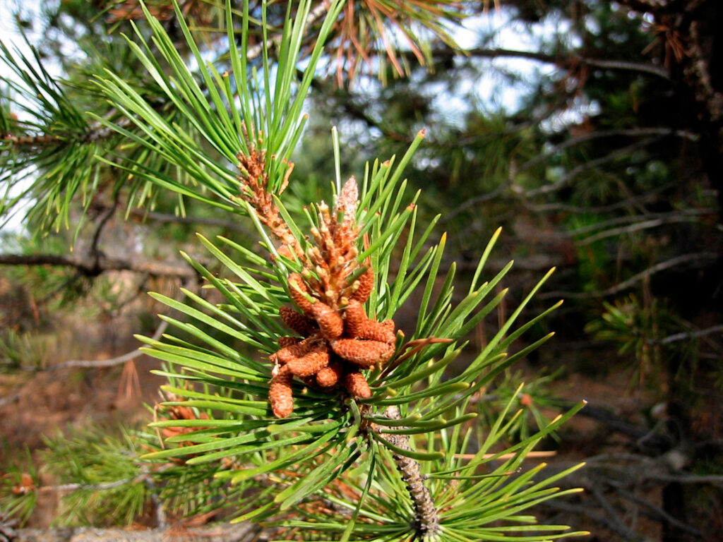 Lodgepole Pine