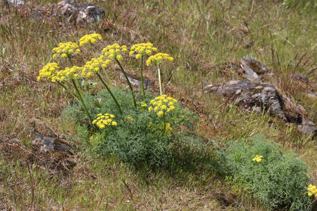 Lomatium