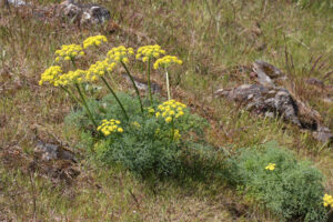 Lomatium