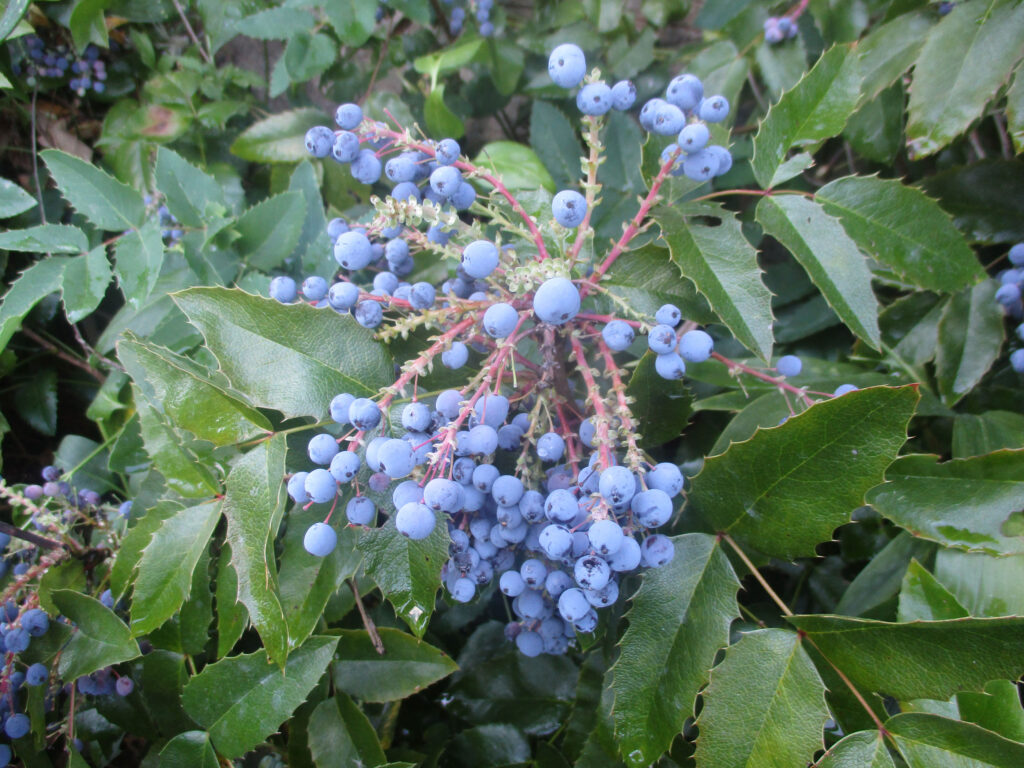 Oregon Grape