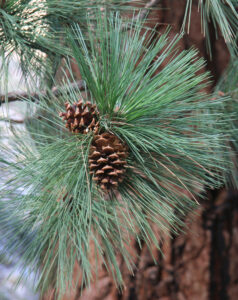 Ponderosa Pine