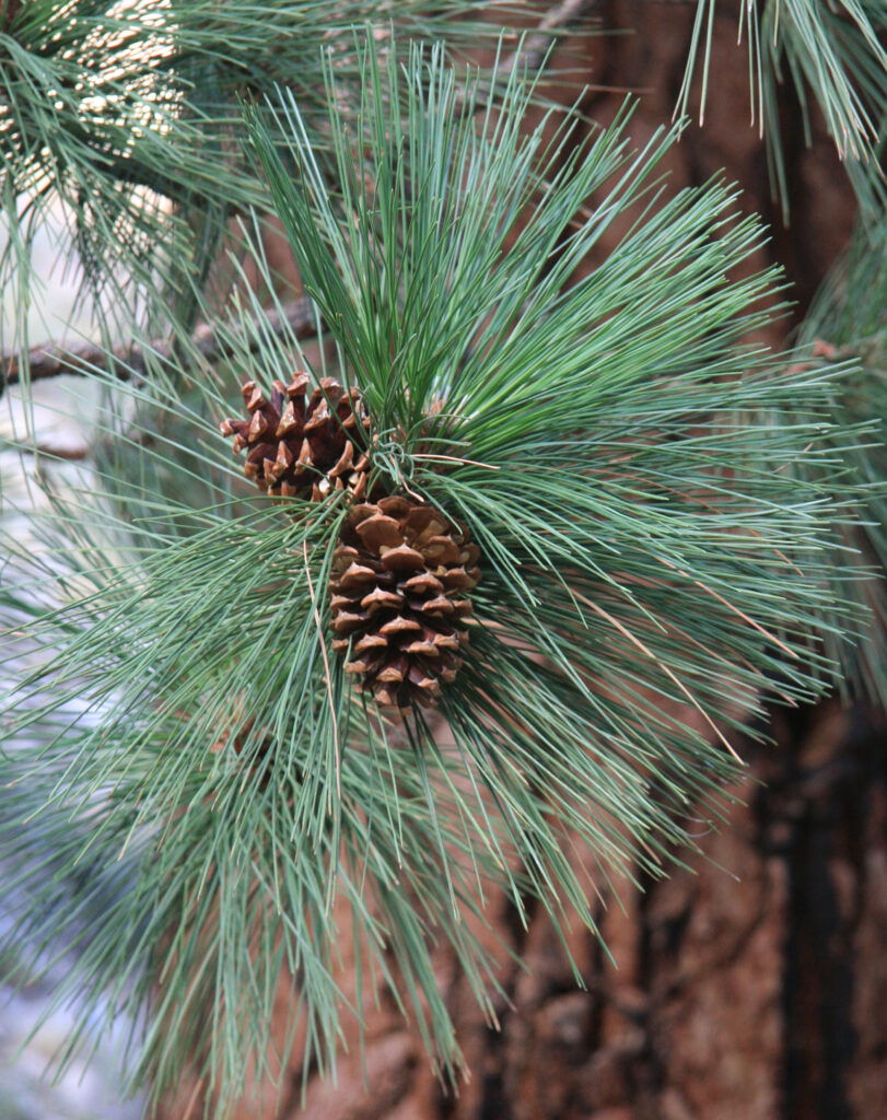 Ponderosa Pine