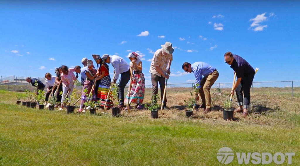 WSDOT native planting at Wildhorse Park, 2024